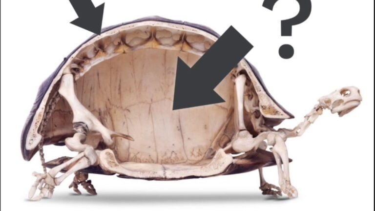 The Appearance of a Shell-less Turtle